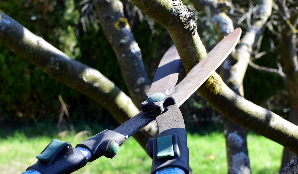 A Beginner's Guide to Pruning Apple Trees