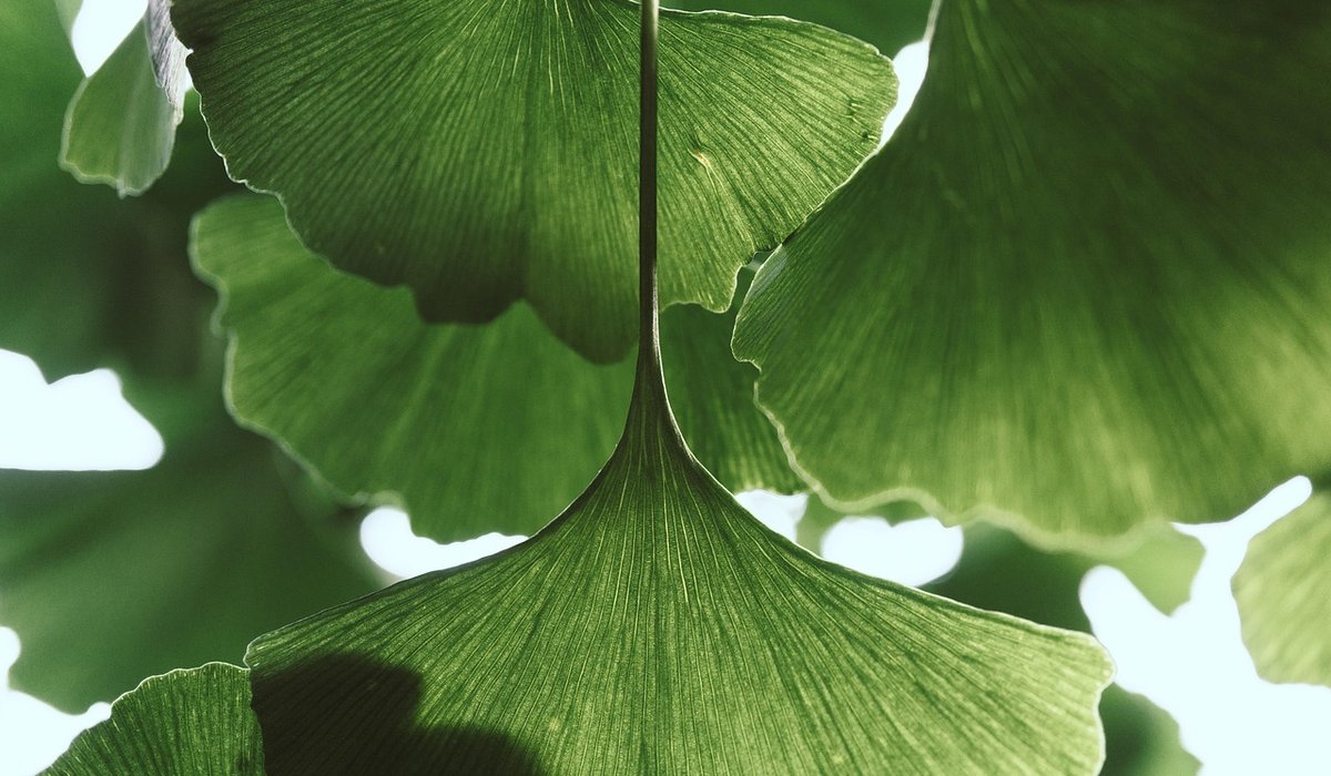 A Guide to Coppicing and Woodland Crafts