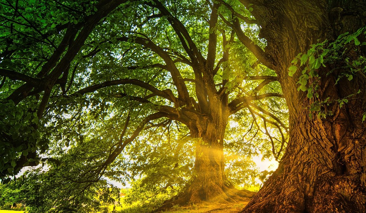 Caring for Young Trees Through Their First Summer