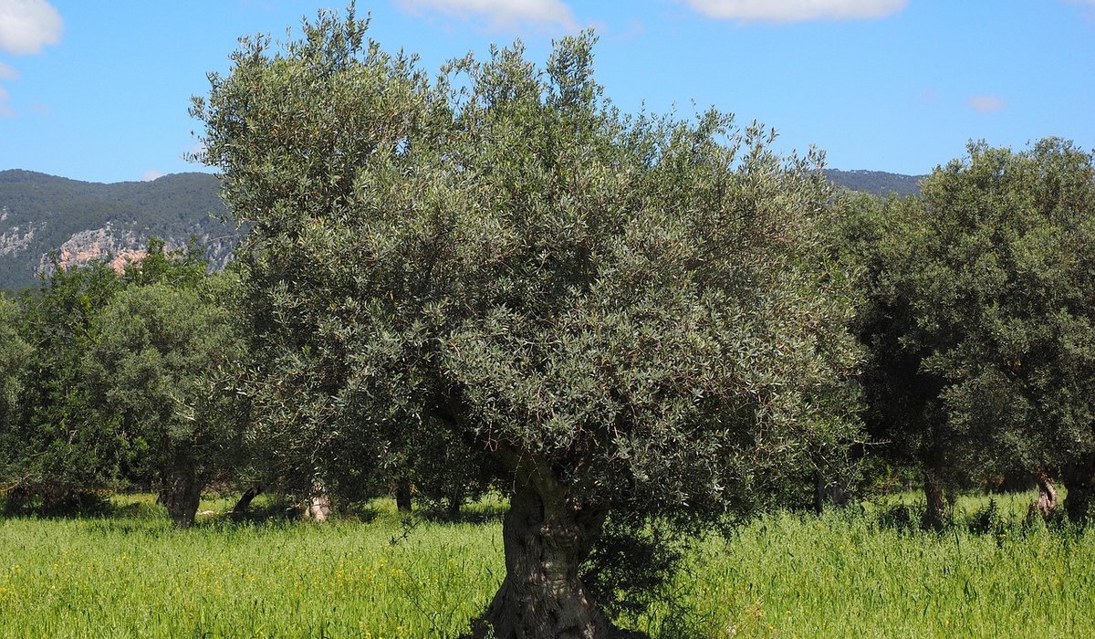 Choosing the Best Spot for a New Orchard