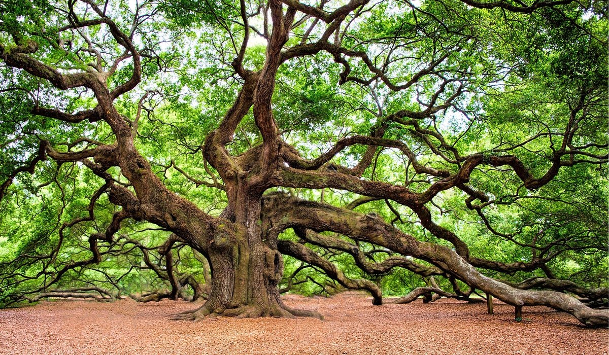 Creating a Wildlife Pond Beneath Mature Trees