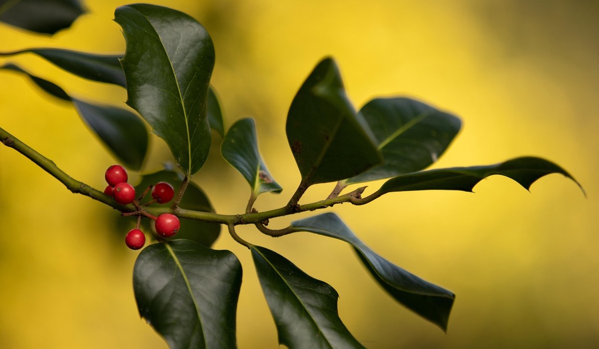 Dealing with Aphids and Scale Insects on Trees