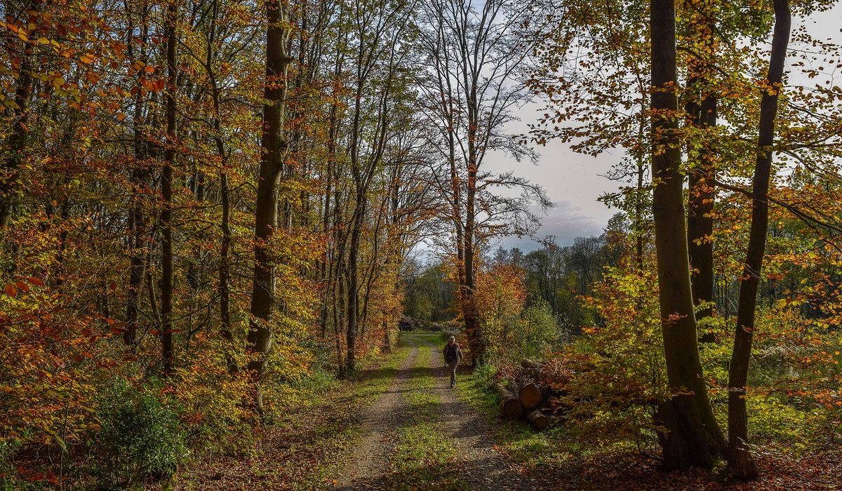 Designing a Woodland Garden with Shade-Loving Plants