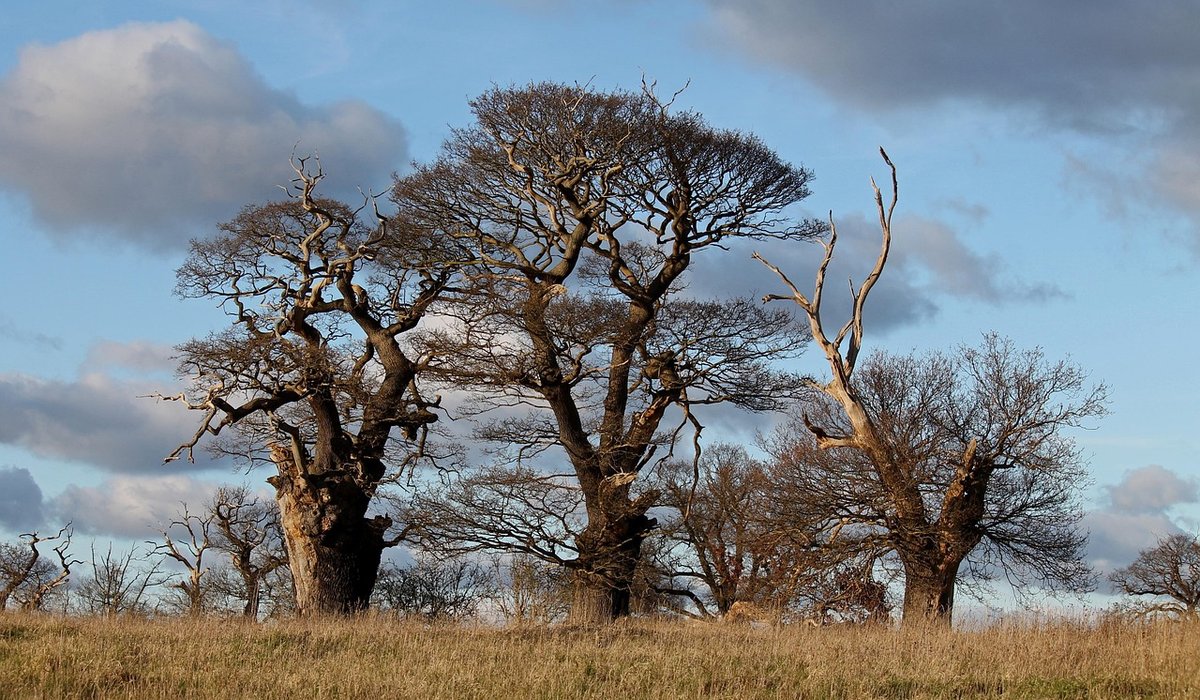 Essential Tools for Healthy Tree Maintenance