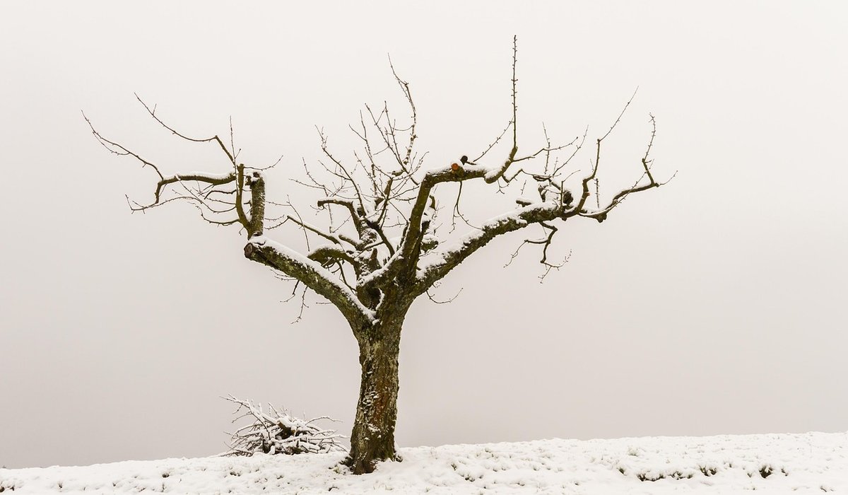 Identifying Common Tree Diseases in British Woodlands