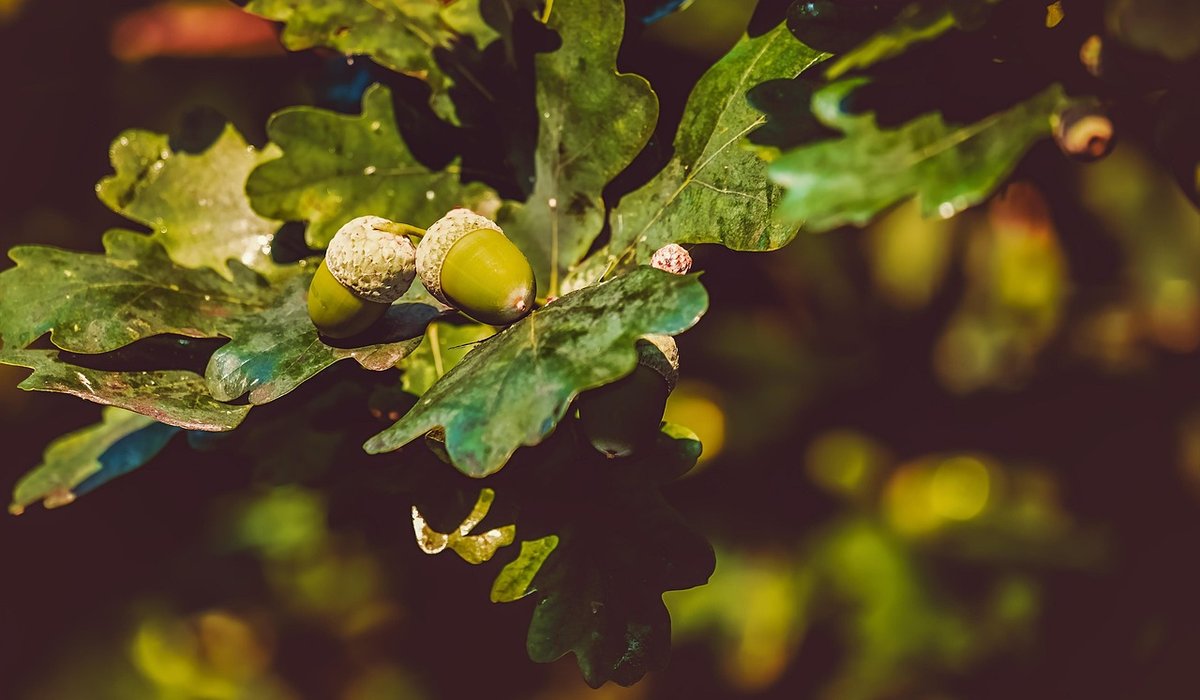 Managing Ash Dieback in a Domestic Garden
