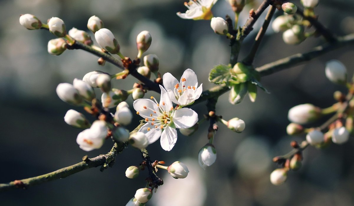 The Benefits of Planting Bare-Root Trees