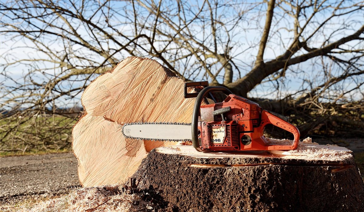 When to Call a Professional Tree Surgeon